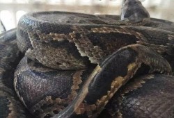 杨先生深圳最新爆料,揭秘深圳最新动态与热点事件