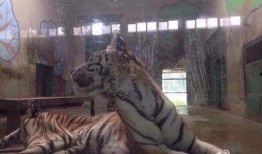 天津动物园爆料新闻最新,神秘动物亮相，揭秘背后故事